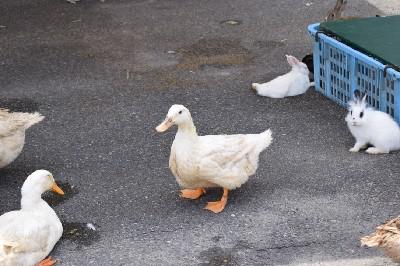 どうぶつ村での体験